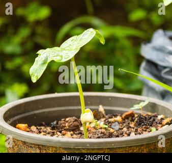 Il fagiolo di asparagi (Vigna unguiculata subsp. sesquipedalis) è un legume coltivato per i relativi baccelli verdi commestibili che contengono la pianta piccola immatura di seeds.small in Foto Stock