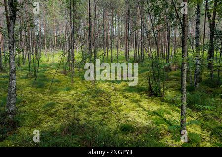 Muschio verde e giovani betulle e pini nella palude della foresta in macchie di luce solare Foto Stock