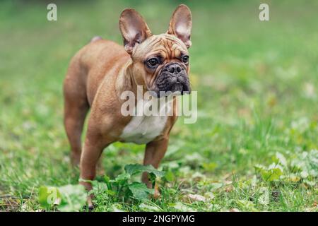 Ritratto di giovane cane bulldog francese su erba verde nel parco. Animali domestici in natura Foto Stock