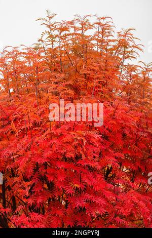 rami di albero di rowan con foglie autunnali di fiamma rossa Foto Stock