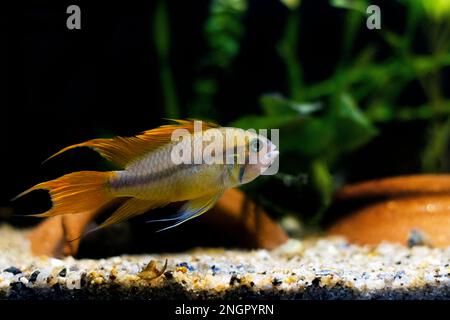 Cockatoo nana cichlid pesce - Apistogramma cacatuoides Foto Stock