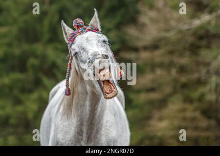 Divertente ritratto di testa di un cavallo arabo bianco che gelda indossando un berretto lanoso e mostrando un trucco sembra ridere Foto Stock