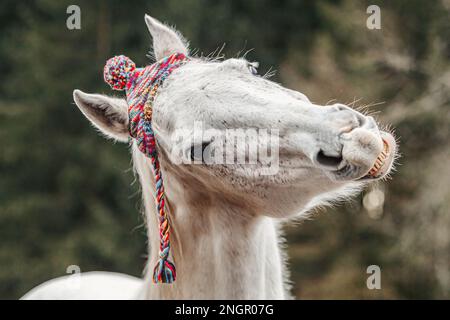 Divertente ritratto di testa di un cavallo arabo bianco che gelda indossando un berretto lanoso e mostrando un trucco sembra ridere Foto Stock