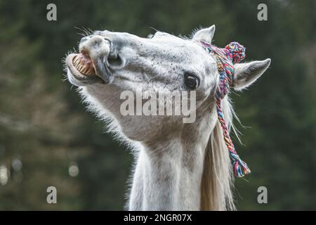 Divertente ritratto di testa di un cavallo arabo bianco che gelda indossando un berretto lanoso e mostrando un trucco sembra ridere Foto Stock