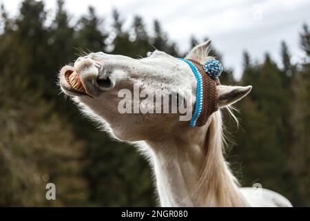 Divertente ritratto di testa di un cavallo arabo bianco che gelda indossando un berretto lanoso e mostrando un trucco sembra ridere Foto Stock