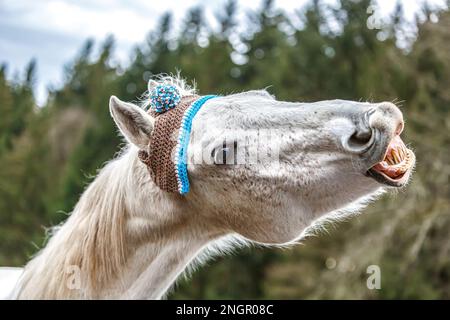 Divertente ritratto di testa di un cavallo arabo bianco che gelda indossando un berretto lanoso e mostrando un trucco sembra ridere Foto Stock