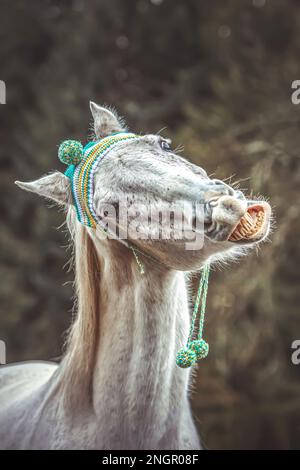 Divertente ritratto di testa di un cavallo arabo bianco che gelda indossando un berretto lanoso e mostrando un trucco sembra ridere Foto Stock