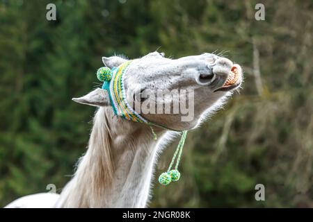 Divertente ritratto di testa di un cavallo arabo bianco che gelda indossando un berretto lanoso e mostrando un trucco sembra ridere Foto Stock