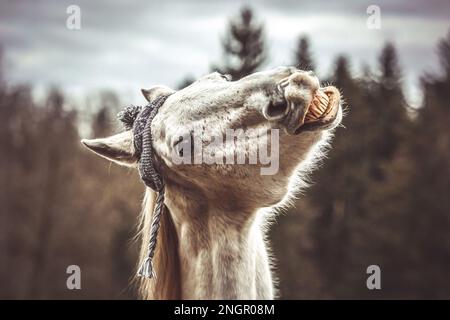 Divertente ritratto di testa di un cavallo arabo bianco che gelda indossando un berretto lanoso e mostrando un trucco sembra ridere Foto Stock