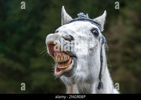 Divertente ritratto di testa di un cavallo arabo bianco che gelda indossando un berretto lanoso e mostrando un trucco sembra ridere Foto Stock