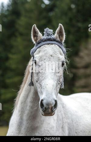 Divertente ritratto di testa di un cavallo arabo bianco che gelda indossando un berretto lanoso e mostrando un trucco sembra ridere Foto Stock