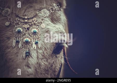 Elegante ritratto di un cavallo arabo bianco gelding indossando un bridled con un bosal e indossando un filigrano gioielli fascia Foto Stock