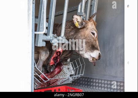 Ratshausen, Germania. 13th Feb, 2023. ATTENZIONE CONTENUTO GRAFICO - Una mucca sanguina fuori in una struttura mobile dopo essere stato stordito con un bullone. Se la carne deve essere mangiata, allora dovrebbe essere combinata con meno sofferenza animale possibile, giusto? La macellazione mobile e decentrata dovrebbe almeno risparmiare agli animali i viaggi spesso lunghi e deathly-anxy verso i macelli. Credit: Silas Stein/dpa/Alamy Live News Foto Stock