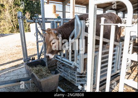 Ratshausen, Germania. 13th Feb, 2023. Una mucca sta in un dispositivo mobile in cui può mangiare e si fissa nel processo. Viene quindi stordito con un bullone e tirato nel rimorchio tramite un verricello per eseguire il taglio e lo spurgo. Se la carne deve essere mangiata, allora dovrebbe essere fatta con meno sofferenza animale possibile, giusto? La macellazione mobile e decentrata dovrebbe almeno risparmiare agli animali i viaggi spesso lunghi e dolorosi verso i macelli. Credit: Silas Stein/dpa/Alamy Live News Foto Stock