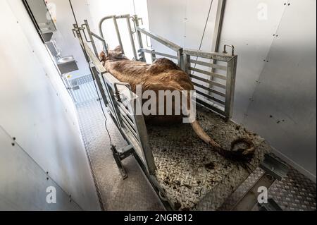 Ratshausen, Germania. 13th Feb, 2023. ATTENZIONE CONTENUTO GRAFICO - Una mucca sanguina fuori in una struttura mobile dopo essere stato stordito con un bullone. Se la carne deve essere mangiata, allora dovrebbe essere combinata con meno sofferenza animale possibile, giusto? La macellazione mobile e decentrata dovrebbe almeno risparmiare agli animali i viaggi spesso lunghi e deathly-anxy verso i macelli. Credit: Silas Stein/dpa/Alamy Live News Foto Stock