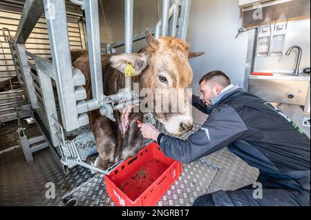 Ratshausen, Germania. 13th Feb, 2023. ATTENZIONE CONTENUTO GRAFICO - Maximilian Sauter effettua un taglio su una mucca in una struttura mobile per smarginarla dopo che è stato stordito con un bullone. Se la carne deve essere mangiata, allora dovrebbe essere fatta con meno sofferenza animale possibile, giusto? La macellazione mobile e decentrata dovrebbe almeno risparmiare agli animali i viaggi spesso lunghi e dolorosi verso i macelli. Credit: Silas Stein/dpa/Alamy Live News Foto Stock