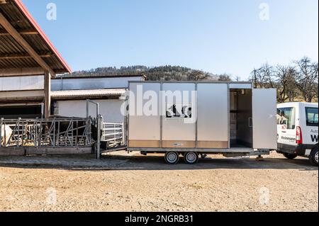 Ratshausen, Germania. 13th Feb, 2023. Una mucca sta in un dispositivo mobile in cui può mangiare e si fissa nel processo. Viene quindi stordito con un bullone e tirato nel rimorchio tramite un verricello per eseguire il taglio e lo spurgo. Se la carne deve essere mangiata, allora dovrebbe essere fatta con meno sofferenza animale possibile, giusto? La macellazione mobile e decentrata dovrebbe almeno risparmiare agli animali i viaggi spesso lunghi e dolorosi verso i macelli. Credit: Silas Stein/dpa/Alamy Live News Foto Stock