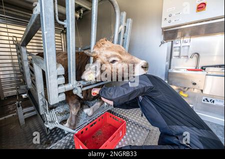 Ratshausen, Germania. 13th Feb, 2023. Maximilian Sauter effettua un taglio su una mucca in un'unità mobile per smarginarla dopo che è stata stordita con un bullone. Se state andando mangiare la carne, desiderate farlo con poca sofferenza animale come possibile, destra? La macellazione mobile e decentrata dovrebbe almeno risparmiare agli animali i viaggi spesso lunghi e dolorosi verso i macelli. (A dpa: Morire sul pascolo o al fienile - mobile macello nel sud-ovest) Credit: Silas Stein/dpa/Alamy Live News Foto Stock