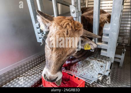 Ratshausen, Germania. 13th Feb, 2023. ATTENZIONE CONTENUTO GRAFICO - Una mucca sanguina fuori in una struttura mobile dopo essere stato stordito con un bullone. Se la carne deve essere mangiata, allora dovrebbe essere combinata con meno sofferenza animale possibile, giusto? La macellazione mobile e decentrata dovrebbe almeno risparmiare agli animali i viaggi spesso lunghi e deathly-anxy verso i macelli. Credit: Silas Stein/dpa/Alamy Live News Foto Stock