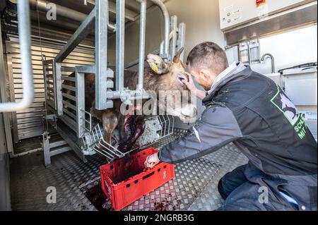 Ratshausen, Germania. 13th Feb, 2023. ATTENZIONE CONTENUTO GRAFICO - Maximilian Sauter effettua un taglio su una mucca in una struttura mobile per smarginarla dopo che è stato stordito con un bullone. Se state andando mangiare la carne, desiderate farlo con poca sofferenza animale come possibile, destra? La macellazione mobile e decentrata dovrebbe almeno risparmiare agli animali i viaggi spesso lunghi e dolorosi verso i macelli. Credit: Silas Stein/dpa/Alamy Live News Foto Stock