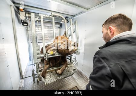 Ratshausen, Germania. 13th Feb, 2023. Una mucca sdraiata in un dispositivo mobile dopo essere stata stordita da un bullone alla testa viene tirata nel rimorchio da un verricello per effettuare il taglio e lasciarla spillare. Se la carne deve essere mangiata, allora dovrebbe essere fatta con meno sofferenza animale possibile, giusto? La macellazione mobile e decentrata dovrebbe almeno risparmiare agli animali i viaggi spesso lunghi e dolorosi verso i macelli. Credit: Silas Stein/dpa/Alamy Live News Foto Stock