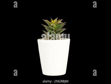 Astroloba di Haworthia in una pentola di ceramica bianca su fondo nero Foto Stock