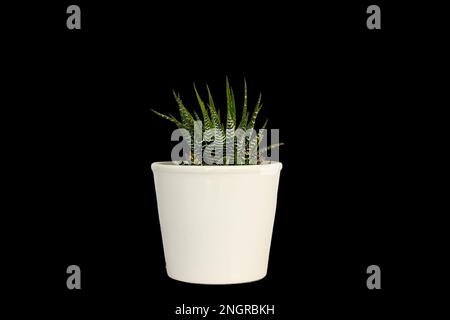 Cactus zebra di Haworthia in ceramica bianca isolata su fondo nero Foto Stock