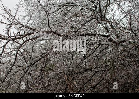 Magico paese delle meraviglie di cristallo come una tempesta di ghiaccio copre alberi e rami in Austin Texas Foto Stock