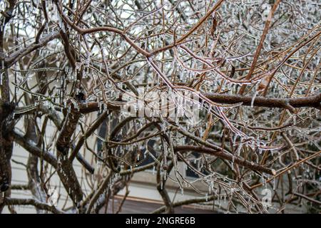 Icicle congelate su rami di albero dopo una tempesta di ghiaccio in Austin Texas Foto Stock