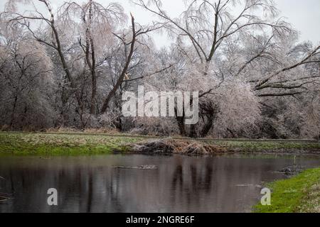 Splendidi alberi ricoperti di ghiaccio con riflessi nel laghetto dopo una grande tempesta invernale ad Austin, Texas. Foto Stock