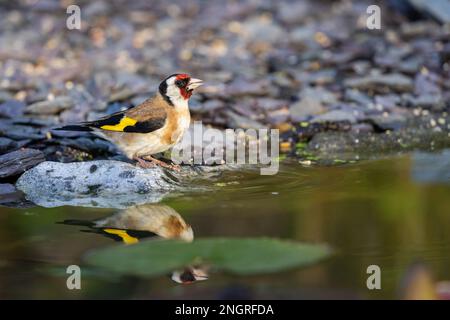 Goldfinch europeo [ Carduelis carduelis ] bere dal laghetto giardino con riflessione Foto Stock