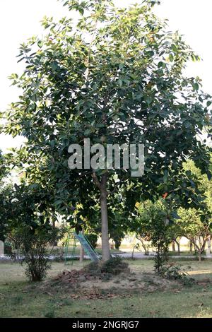 Albero di Banyan indiano (Ficus benghalensis) con fogliame denso : (pix Sanjiv Shukla) Foto Stock