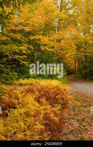 Una foresta di legni di cicuta in piena vegetazione di picco. Acero, faggio e betulla nei colori autunnali. Felci sul lato di una strada. Borestone Mountain, Stati Uniti Foto Stock