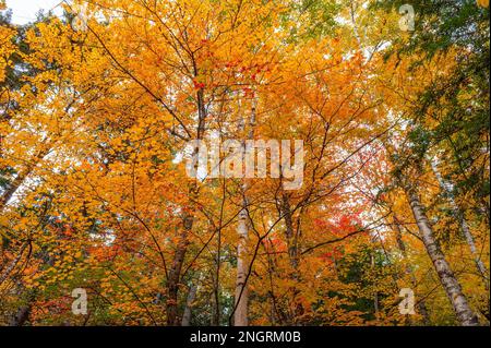 Baldacchini di zucchero acero e betulla in cima al fogliame autunnale, nei colori dorati e rossi. Borestone Mountain Audubon Sanctuary, Maine, Stati Uniti Foto Stock