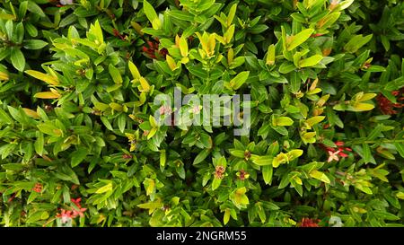 Albero di pianta ornamentale Ixora Soka, con foglie verdi viste dall'alto Foto Stock