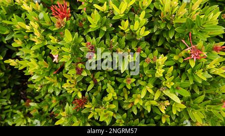 Vista ravvicinata, pianta ornamentale Ixora Soka, con fiori rossi e foglie verdastre durante il giorno Foto Stock