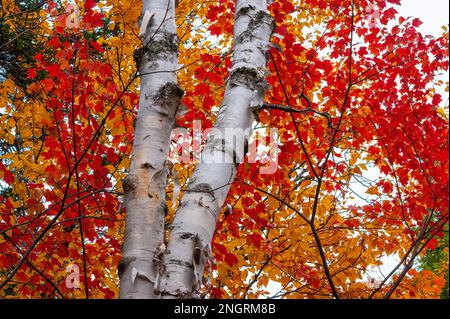 Il tronco bianco di una betulla contro il fogliame di un acero rosso nei colori autunnali di picco. Borestone Mountain, Maine, Stati Uniti. Foto Stock