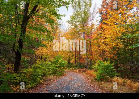 Strada di montagna attraverso una foresta di legni di cicuta in piena vegetazione di picco. Acero, faggio e betulla nei colori autunnali. Borestone Mountain, Maine, Stati Uniti Foto Stock