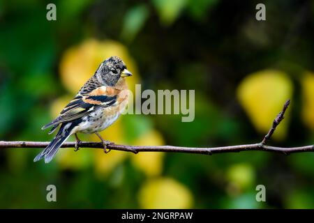 Brambling nei colori autunnali Foto Stock