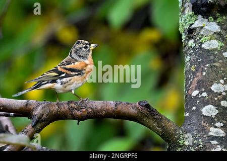 Brambling nei colori autunnali Foto Stock