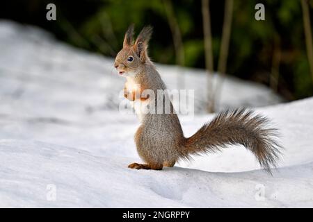 Lo scoiattolo sulla neve Foto Stock