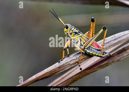 Bella grasshopper orientale Lubber pronto a fuggire dalla scena. Foto Stock