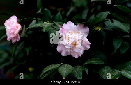 Incredibile bella camelia - Camellia japonica, conosciuta come camellia comune o camellia giapponese. Foto Stock