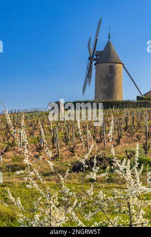 Vigneti primaverili con mulino a vento Chenas a Beaujolais, Borgogna, Francia Foto Stock