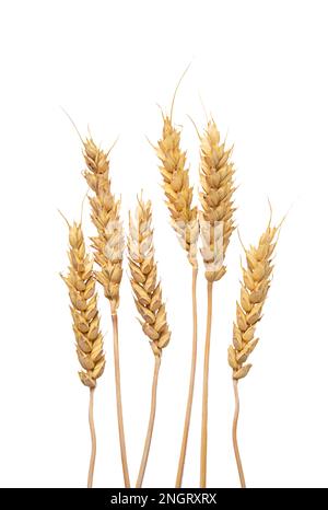 le spikelets di grano isolano su fondo bianco. Messa a fuoco della selezione. cibo. Foto Stock