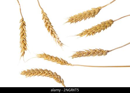 le spikelets di grano isolano su fondo bianco. Messa a fuoco della selezione. cibo. Foto Stock