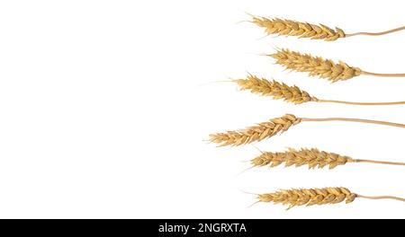 le spikelets di grano isolano su fondo bianco. Messa a fuoco della selezione. cibo. Foto Stock