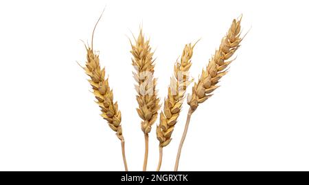 le spikelets di grano isolano su fondo bianco. Messa a fuoco della selezione. cibo. Foto Stock