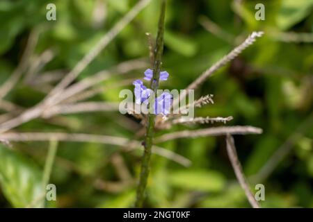 Blu, fiori selvatici in Sri Lanka Foto Stock
