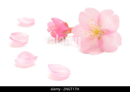 Fiore di ciliegio rosa giapponese, petali di fiori, sfondo bianco puro, fotografia di primavera Foto Stock